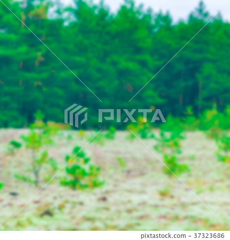 Green pine forest - blurred image Green pine forest - blurred image 37323686