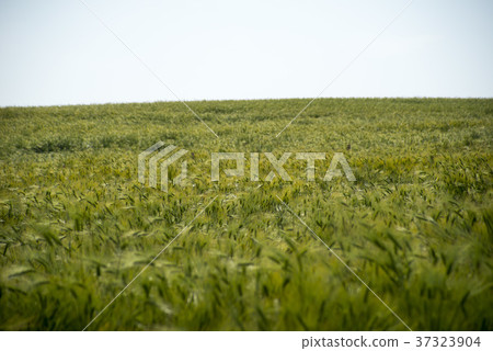 Blue barley field, academy farm, Gochang-gun, Jeonbuk Blue barley field, academy farm, Gochang-gun, Jeonbuk 37323904