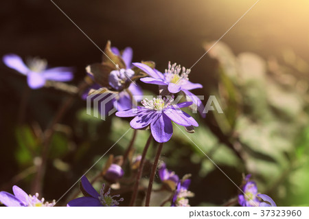Spring flower. Beautiful blooming first small 37323960