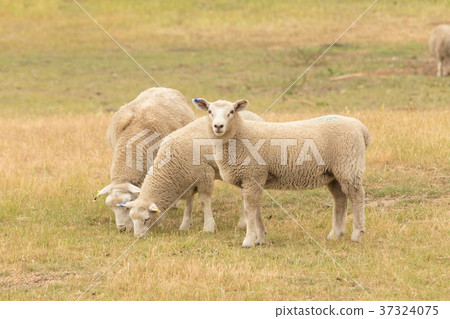 three baby sheep on dry green glass three baby sheep on dry green glass 37324075