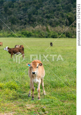Baby calf stand on green glass Baby calf stand on green glass 37324251