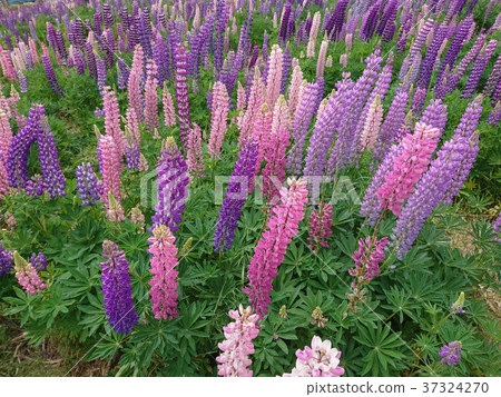 Purple lupine blossom aerial view 37324270