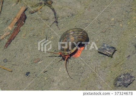 Scumillingogogai 37324678