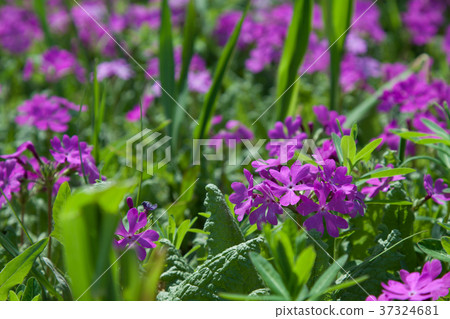 Primulae in full bloom 37324681