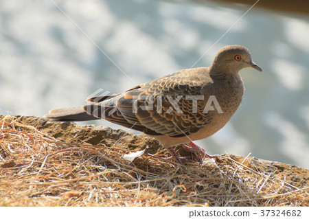 Turtledove  37324682