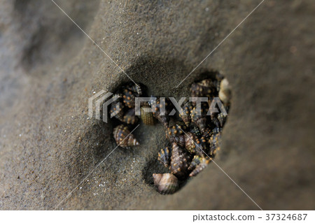 Ibotakikibi which sticks to a cocoon Ibotakikibi which sticks to a cocoon 37324687