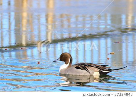 Pintail 37324943