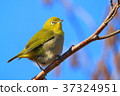 White-eye 37324951