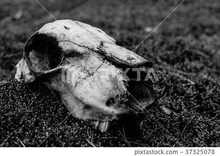 Animal skull on the ground. Loneliness Animal skull on the ground. Loneliness 37325078