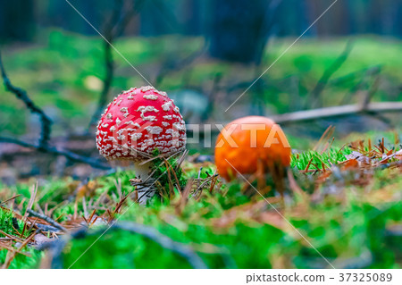 Amanita Muscaria poisonous mushroom 37325089