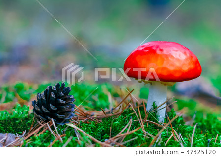 Amanita Muscaria poisonous mushroom 37325120