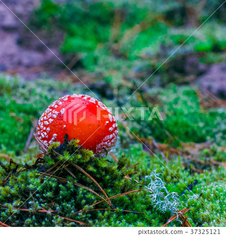 Amanita Muscaria poisonous mushroom Amanita Muscaria poisonous mushroom 37325121