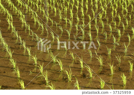 春稻田 春稻田 37325959