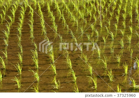 春稻田 春稻田 37325960