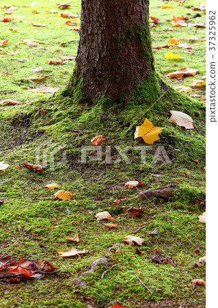 Fallen leaves  37325962