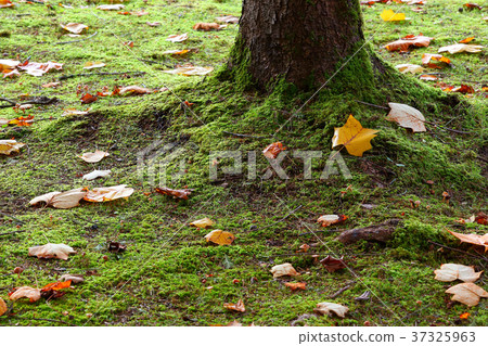 Fallen leaves Fallen leaves 37325963