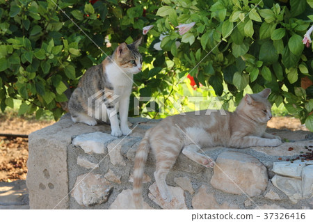 Two cats on a stone wall on a background of green Two cats on a stone wall on a background of green 37326416