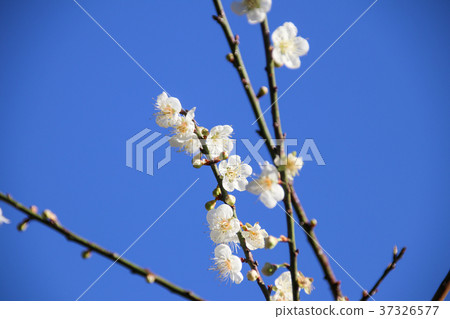 梅花 綻放 枝頭 梅花 綻放 枝頭 37326577