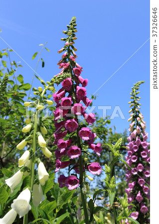 赤尾林洋地黃花 37326646