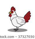cartoon funny Chicken 37327030