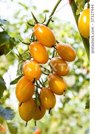 Fresh cherry tomatoes on plant in farm Fresh cherry tomatoes on plant in farm 37327444