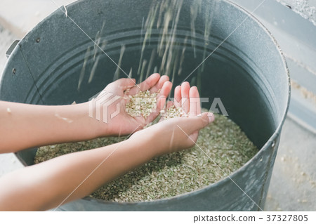 hulling, japan, farming 37327805