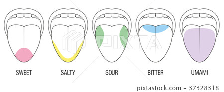 Taste Areas Human Tongue Colors Illustration Taste Areas Human Tongue Colors Illustration 37328318