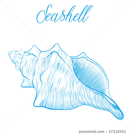 Sea shell Hand drawn blue linear vector Sea shell Hand drawn blue linear vector 37328501