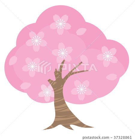 Cherry Blossoms Cherry Blossoms 37328861