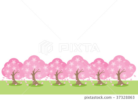 排櫻桃樹 37328863
