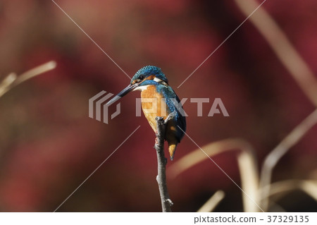 Kingfisher aiming for prey 37329135