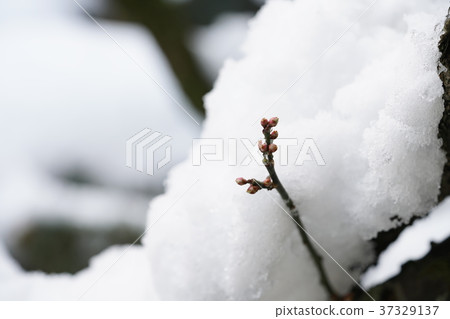 Plum and snow Plum and snow 37329137