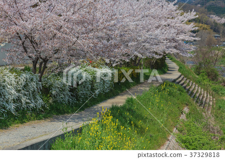 Cherry blossom path of the Kamogawa 37329818