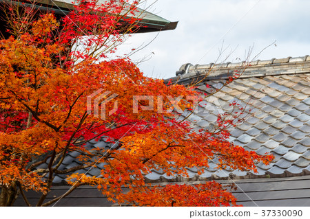 Autumn innocence Autumn innocence 37330090