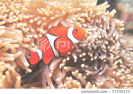Nemo Australia Great Barrier Reef 37330133
