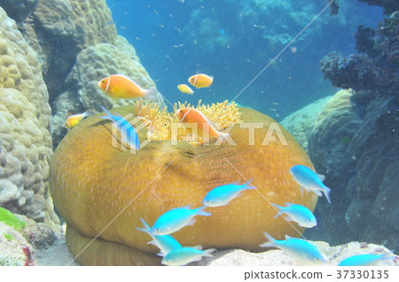 Pink Anemone Fish Fish Stock Photo