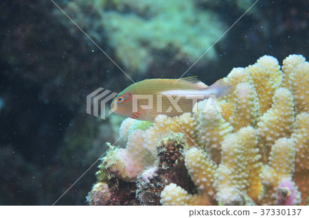 Megane Gombe Cairns Great Barrier Reef 37330137
