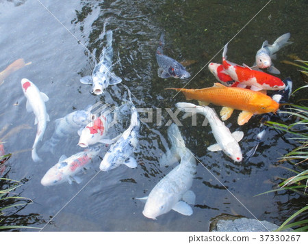 A group of Nishikigoi 37330267