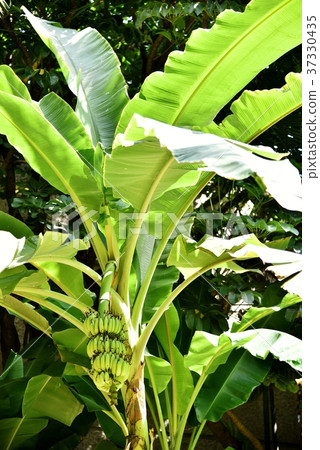 Holidays in Hawaii 37330435