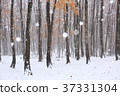 美好的森林雪場面 37331304