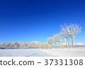 雪的越後平原 37331308