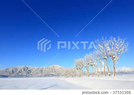 雪的越後平原 37331308