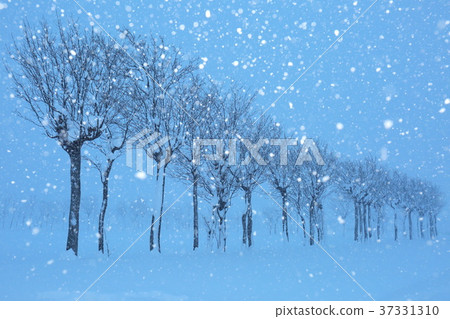 小雪是小月 37331310