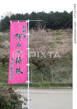 Kanae梅花林 Kanae梅花林 37331395