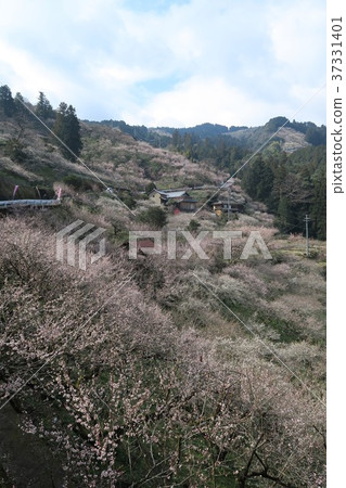 Kanae plum forest Kanae plum forest 37331401