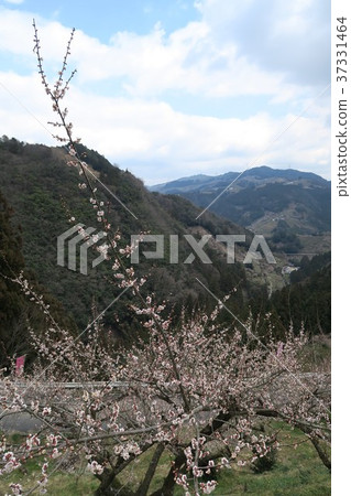 Kanae plum forest Kanae plum forest 37331464