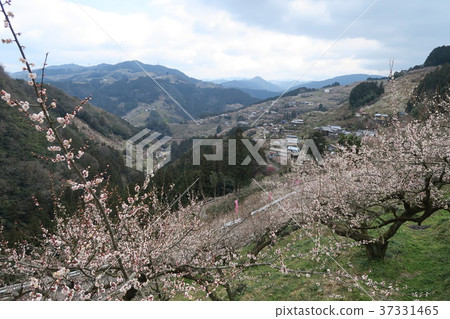 Kanae plum forest Kanae plum forest 37331465