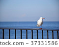 Seagull standing 37331586