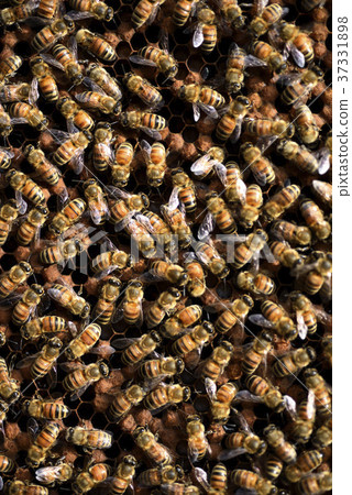 Bee, beekeeping, honey, queen bee, honeycomb, queen bee, hive, sweet, nutrition, honey collecting, apiary, active, brown, insect, natural ecology 37331898