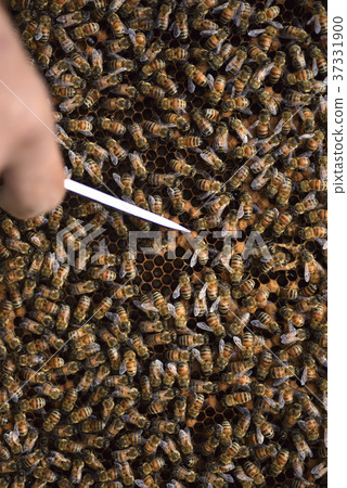 Bee, beekeeping, honey, queen bee, honeycomb, queen bee, hive, sweet, nutrition, honey collecting, apiary, active, brown, insect, natural ecology 37331900